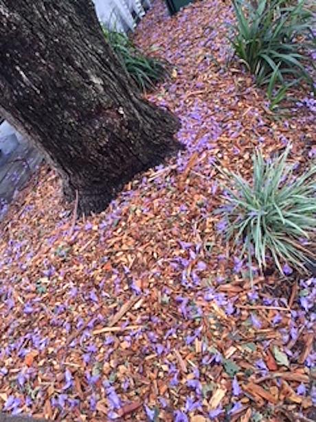 そして散った後もこれまた美しい！今の季節シドニーの至るところで見られるのが嬉しい
です。日本と違って宴会的お花見ではなく皆お散歩しながら写真をパチリ。が王道のようです。一日よく歩いて食べて花見して…大充実の週末でした。