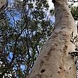 木の幹にニョロニョロとついてる不思議な模様。これは蛾の幼虫が歩いた後だそう。所々に小さな説明書きの看板があるのでちょっとしたツアー感覚で楽しめます。