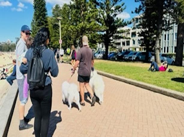 週末の朝らしく犬の散歩をしている人もたくさん。一人で複数の犬を連れている人も多く割合的に人６：犬４位のバランsかも！？