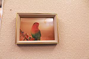 店内にちりばめられたかわいい鳥の写真はオーナーさんのペット