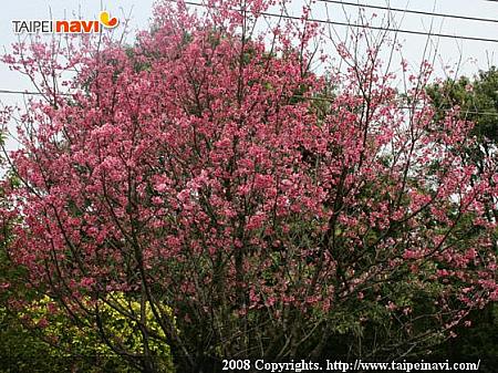 南コースは春には桜も見られます