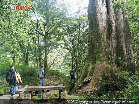 2000年以上の檜の巨木軍。日本の数々の大きな神社の鳥居に使われてしまっています