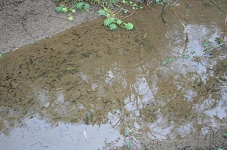 小さな池を作って、自然に地下に水が浸透するようにしているんだとか！あっ　おたまじゃくし！