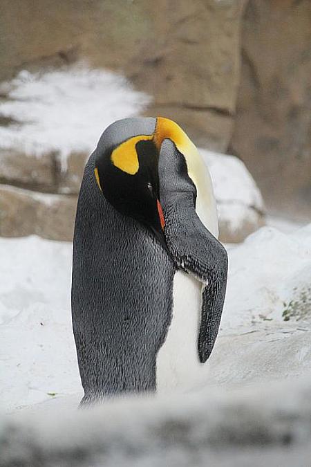 鳥園近くのペンギン館。普段は水中を泳ぐ姿が見られるそうですが、雨天のせいか泳ぐ姿はなし…かわりに首をグニャリと曲げて眠る姿が観察できました