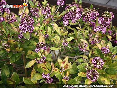 紫株と言われる植物で台湾本土にはなく、冬場馬祖でのみ見られます。