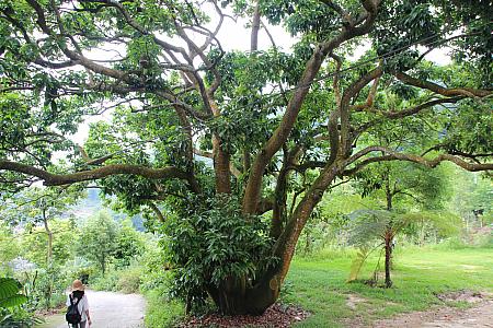 スリランカカンランの樹木