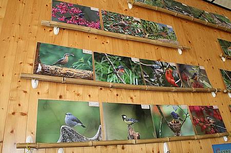 「山大人」という集会所には、山の小鳥や植物の画像がいっぱい
