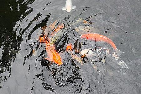 えさを池に投げ入れた瞬間、池中の鯉が集まってきます。