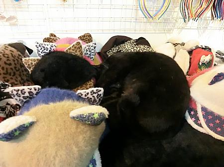 猫耳キャップの間に紛れ込んで寝ている黒猫ちゃん。ナビは最初気づかずびっくりしてしまいました！！