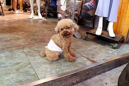 省エネモードだった看板犬