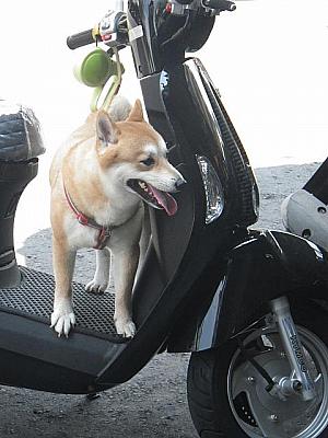 台湾では犬もスクーターで移動
