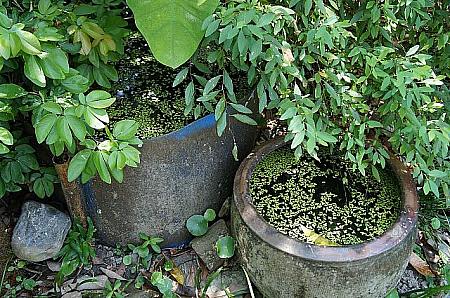この水桶が蚊に刺されない秘密！