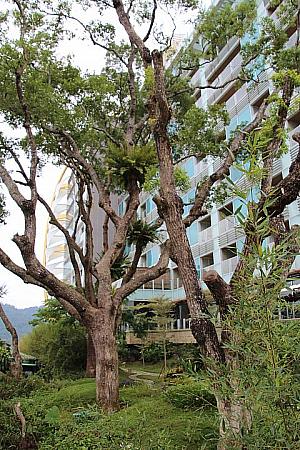 樹齢100年以上の樟脳の木