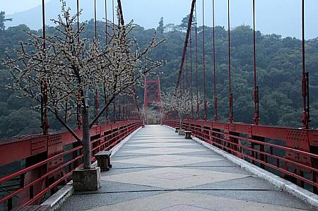 橋の上には桜を模したライトが！