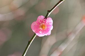 台湾国花の梅♪