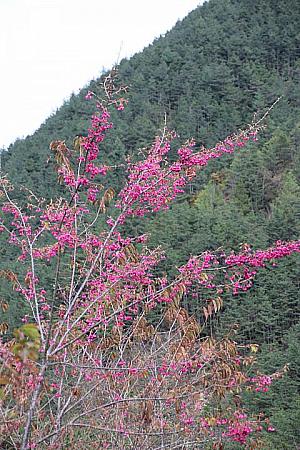 台湾山桜は目の覚めるようなピンク色が特徴です。