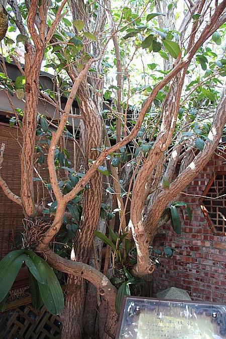 100年キンモクセイの木