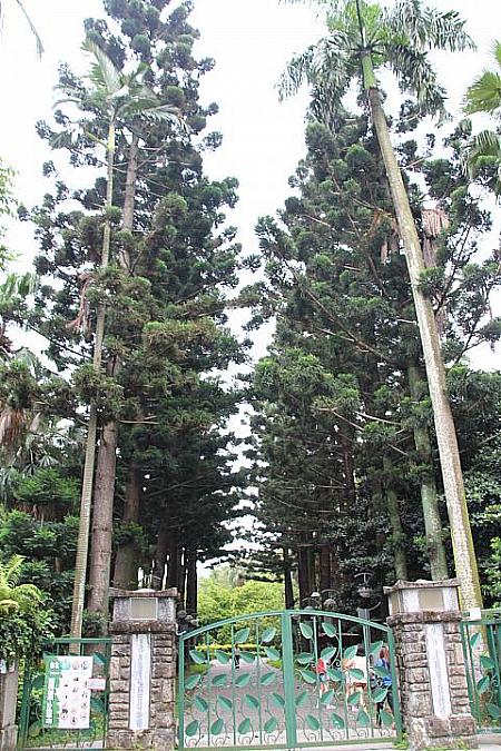 博愛路側の入口は針葉樹に囲まれていて、和平西路口とは違った雰囲気。