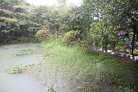池の横の道を歩いてきます…この日は大雨