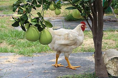 果樹園を守る鶏たち