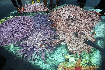地面には3Dのサンゴ礁！