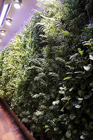 壁一面の観葉植物に癒されましょう