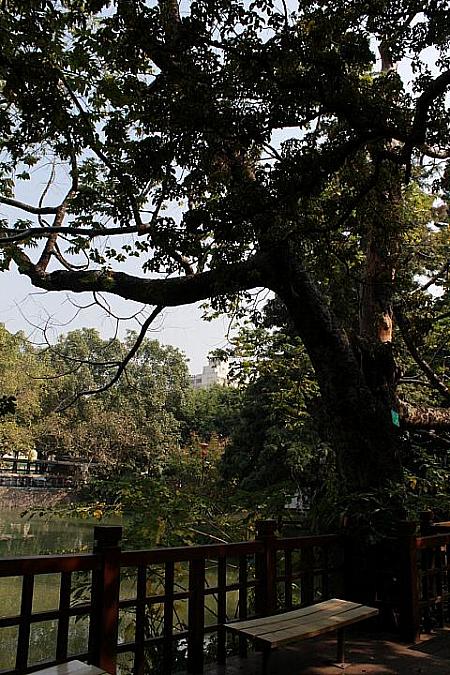新竹市は保護樹木にナンバリングをして、定期的に樹木の状態をチェックしています