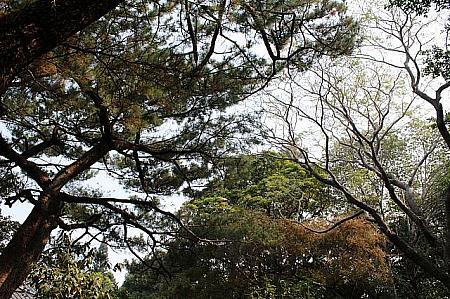 新竹に多い黒松が公園内にはたくさんあります