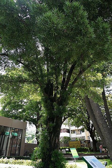 樹齢60年の羅漢松（イヌマキ）。台湾では高価な樹だそうです