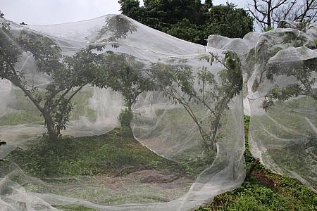 6月末、スモモの木には蚊帳のようなものがかかっています