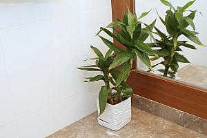各浴室に飾られている植物！これはめずらしい！！