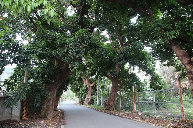 茄苳樹（英語名：Autumn maple tree）の並木道である通称綠色隧道（グリーントンネル）、この先が下賓朗部落