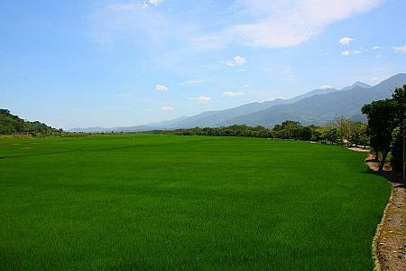 美しい稲田を愛でよう！