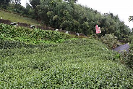 デコボコの斜面で栽培されているお茶。実は入っていくのは一苦労