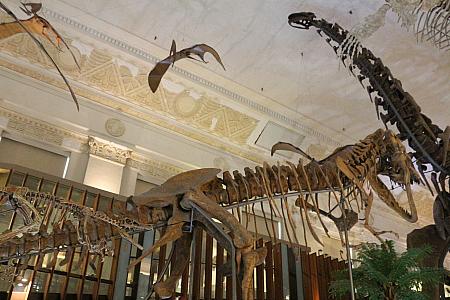 15メートルある天井を突き破りそうな恐竜の標本。大迫力です