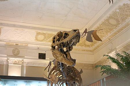15メートルある天井を突き破りそうな恐竜の標本。大迫力です