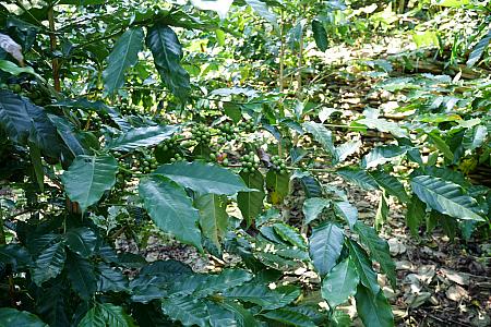 あ！コーヒーの実を発見！コーヒーは傾斜地の段々畑にタロイモと一緒に植えられていていました