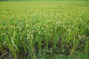 周辺は米どころ。黄金色の稲田が輝いていました