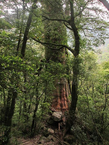 クハノシン山途中にある台湾紅檜
