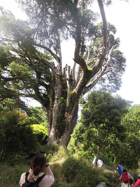 塔關山へ登る道沿いにあった巨木。台湾紅檜