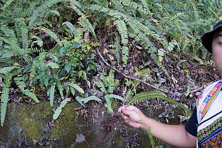 こちらは「腎蕨」という植物で、狩猟に出かけた際、喉が渇いたらこの実の中にある水分を口にふくんで水分補給をしていたらしいです。ナビも試しに食べてみましたが……思った以上に水分量があってびっくり！