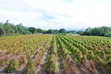 山芋の畑