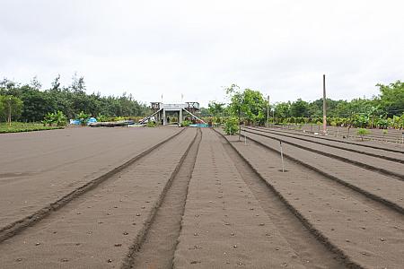 水はけのよい畑ではピーナッツや山芋を栽培中