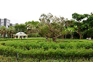 ホテルの宝のひとつというティーツリーは見事！