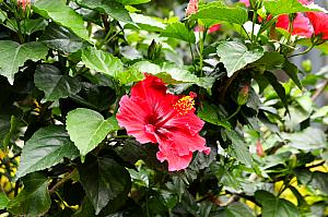 ハーブに囲まれて時を過ごせます