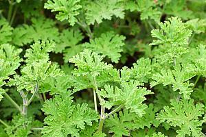 園内にはハーブがたくさん！日本語の紹介もありますよ！