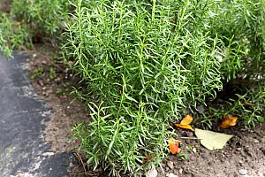 園内にはハーブがたくさん！日本語の紹介もありますよ！