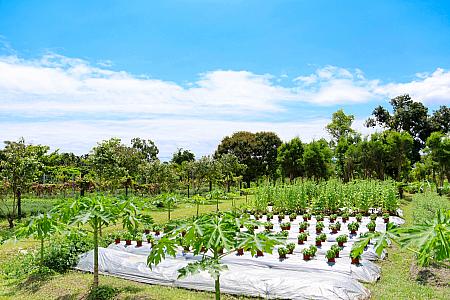 園内にある農園は台湾の太陽の光を浴びて元気に育つ野菜たちで溢れています