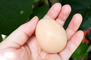 採れたてタマゴ