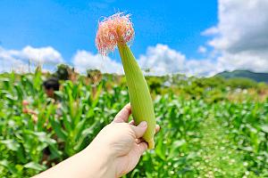 もぎたてヤングコーンをそのままパクリ！
